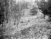 Trees on Slope