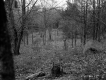 Boulder in Forest