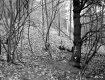 Slope in Forest