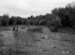 Grass Field Surrounded by Trees