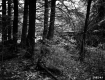 Forest Floor