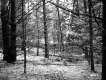 Branches in Forest