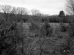 Small Trees in Field