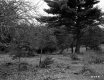 Trees and Field