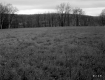 Grassy Field