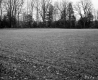Grassy Field