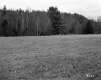 Grassy Field and Trees