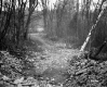 Dirt Road Through Forest
