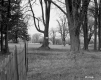Fence and Trees