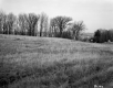Tall Grass Field