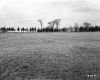 Field Lined with Coniferous Trees