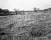 Grassy Field Interspersed with Trees