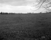 Grassy Field