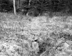 Tall Grass
