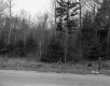 Trees by Road