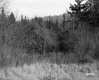 Grass and Trees