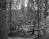 House Seen through Forest