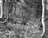 Forest Floor