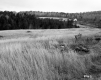 Grassy Hill and Trees