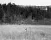 Stone Wall at Edge of Field