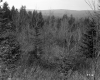 Trees and Mountains