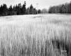 Tall Grass