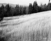 Tall Grass on Slope