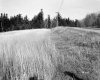 Tall Grass along Paved Road