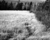 Field Surrounded by Trees