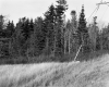 Grass and Trees