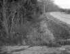 Curved Road and Trees