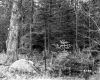Sign Among Trees