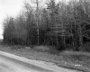 Trees by Road