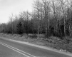 Trees by Road