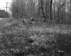 Grass in front of Trees