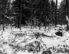 Snow Covered Forest