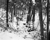 Snowy Forest