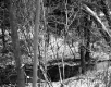 Tarro Property, Creek through Forest