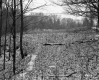Ingalls Property, Meadow and Forest