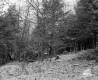 Ingalls Property, Forest View