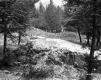 Ingalls Property, Forest View