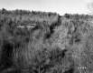 Watson Property, Forested Hills