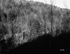 Watson Property, Forested Hills