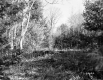 Watson Property, Forest View