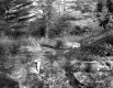 Watson Property, Forest View