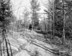 Watson Property, Forest View