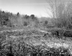 Watson Property, Forest View