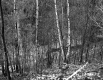Hill Property, Forest View