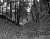 Hill Property, Forest View