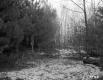Hill Property, Forest View